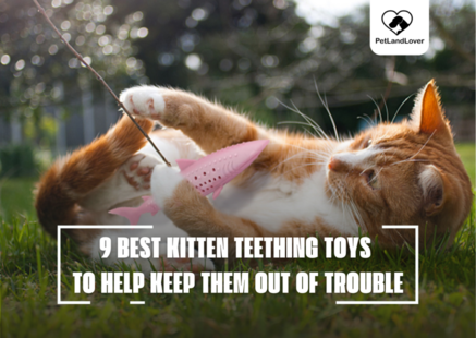 9 BEST KITTEN TEETHING TOYS TO HELP KEEP THEM OUT OF TROUBLE