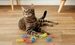 Best for Kittens Over 5 Months: Cat Stages Dental Kitten Chew Toy