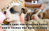 HOW TO CARE FOR NEWBORN PUPPY AND 6 THINGS YOU NEED TO KNOW