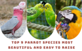 Top 9 parrot species most beautiful and easy to raise