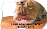 4 Tips for Caring for Persian Cats