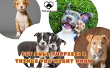 PIT BULL PUPPIES: 3 THINGS YOU MIGHT KNOW