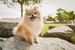 pomeranians