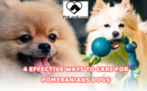 4 effective ways to care for Pomeranians dogs