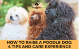 How to Raise a Poodle Dog: 4 Tips and Care Experience