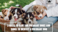 3 WAYS TO CARE FOR PREGNANT DOGS AND SIGNS TO IDENTIFY A PREGNANT DOG