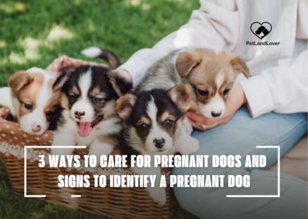 3 WAYS TO CARE FOR PREGNANT DOGS AND SIGNS TO IDENTIFY A PREGNANT DOG