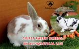 20 Pet Rabbit Breeds: An Alphabetical List