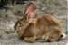 rabbit breeds