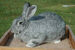 rabbit breeds