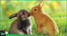 rabbit breeds