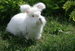 rabbit breeds