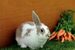 rabbit breeds