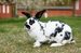 rabbit breeds