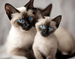 siamese cats