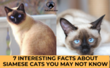 7 interesting facts about Siamese cats you may not know