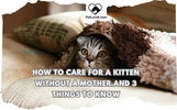 10 THINGS THAT CAN HELP A STRAY KITTEN