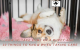 HOW TO TAKE CARE OF A PUPPY AND 10 THINGS TO KNOW WHEN TAKING CARE