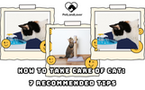 HOW TO TAKE CARE OF CAT: 7 RECOMMENDED TIPS