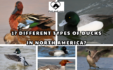 17 DIFFERENT TYPES OF DUCKS IN NORTH AMERICA?