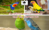 13 BEAUTIFUL TYPES OF PARROTS THAT WILL SURPRISE YOU