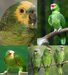 Types of Parrots 