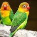 Types of Parrots 