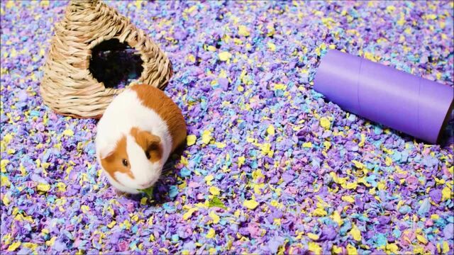 Carefresh Bedding Guinea Pigs