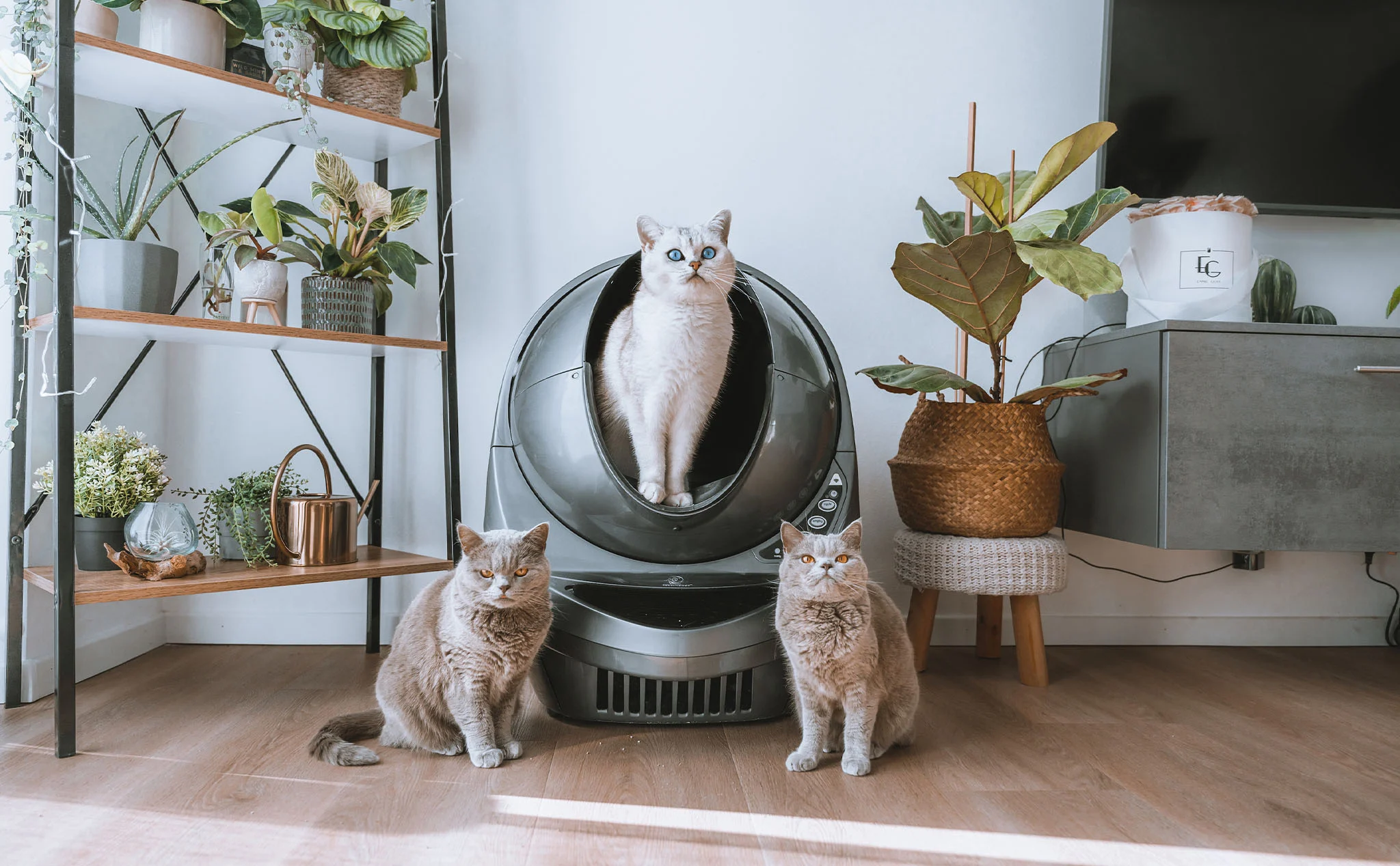 The Oko Cat Litter Robot