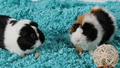 Maintaining Carefresh Bedding in Your Guinea Pig's Habitat