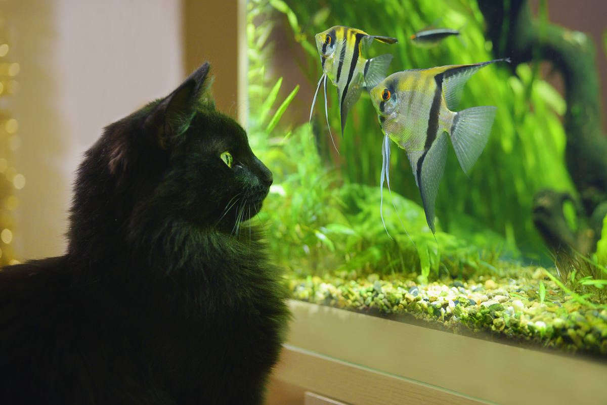 The Allure of Fish Tanks for Feline Enthusiasts