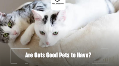 Are Cats Good Pets to Have?