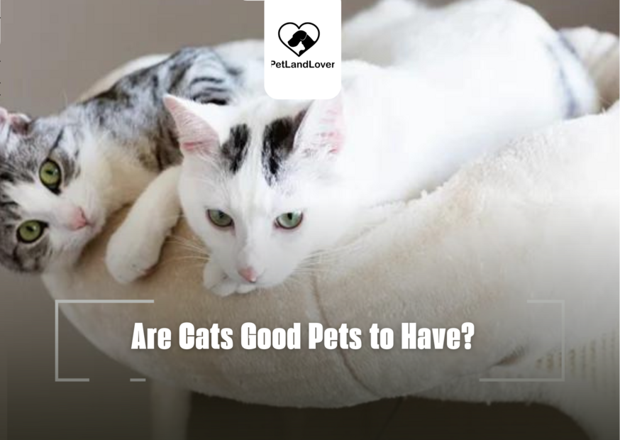 Are Cats Good Pets to Have?