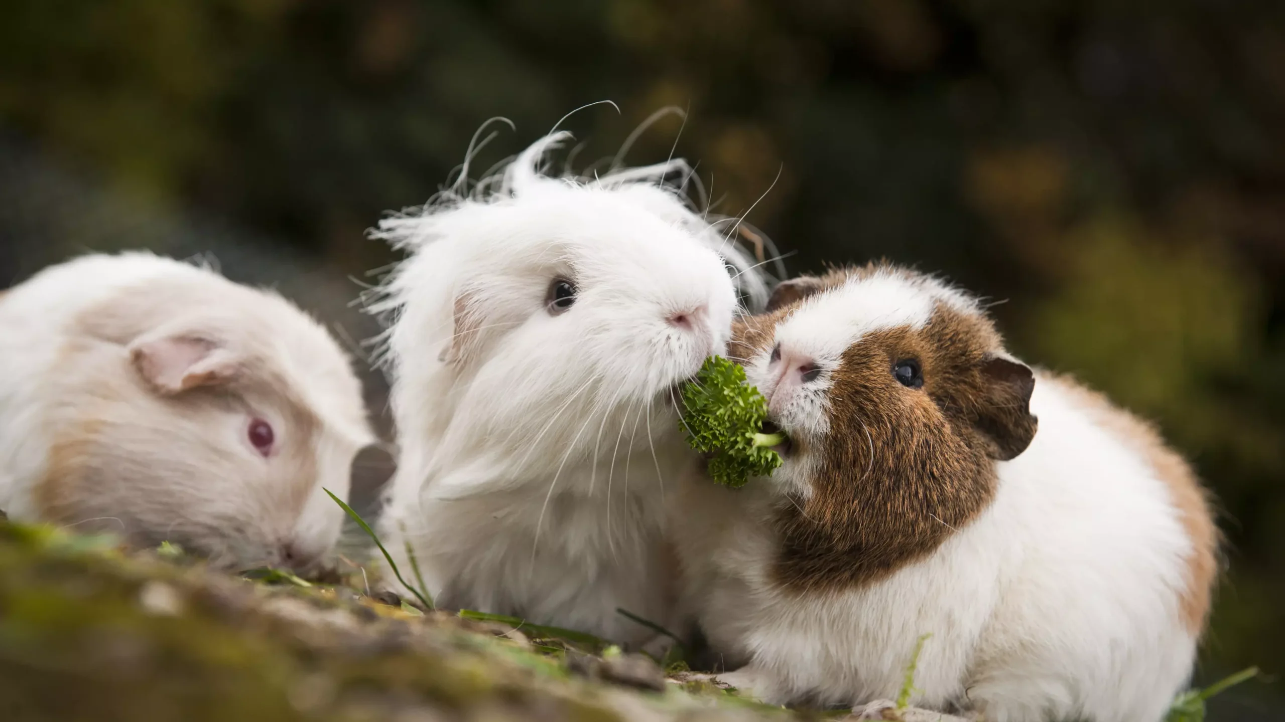 Hemp Bedding for Guinea Pigs 