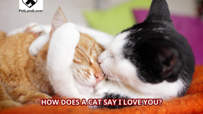 How Does a Cat Say I Love You?