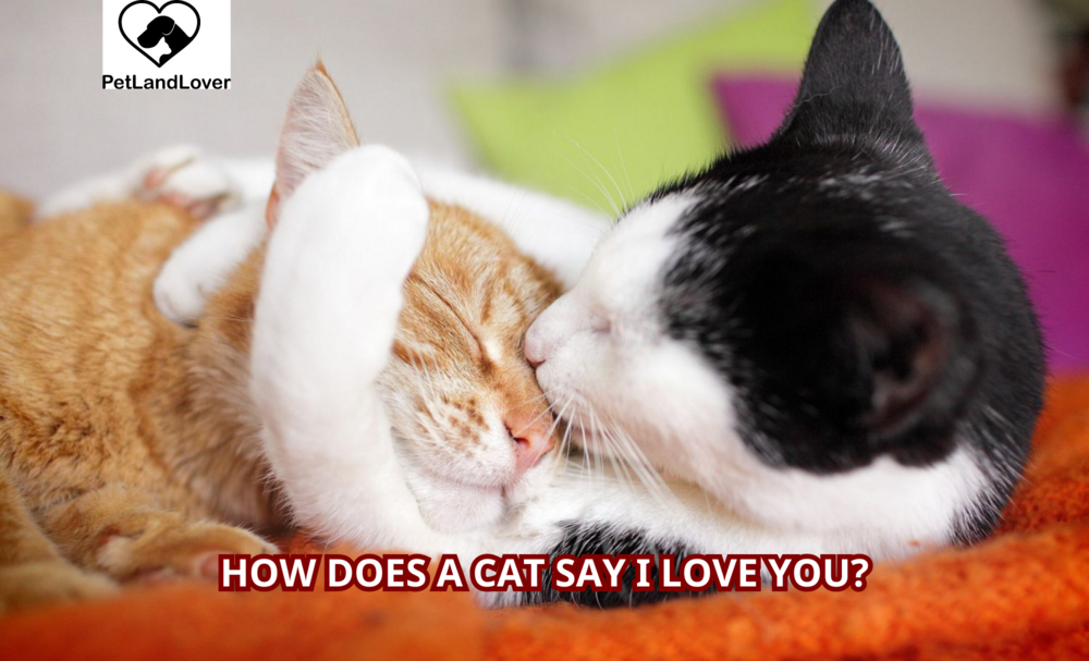 How Does a Cat Say I Love You?