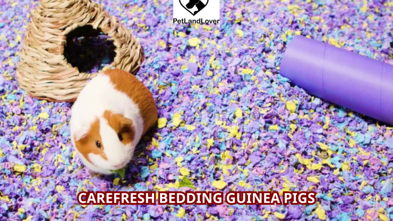 Carefresh Bedding Guinea Pigs