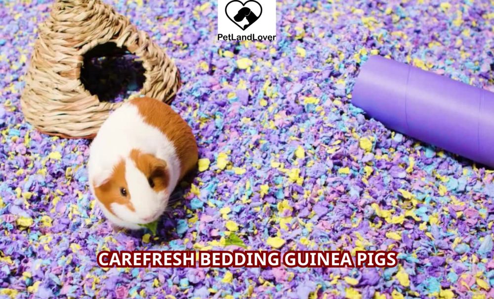 Carefresh Bedding Guinea Pigs