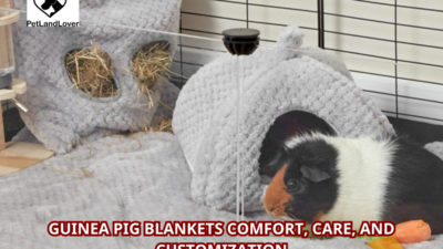 Guinea Pig Blankets Comfort, Care, and Customization