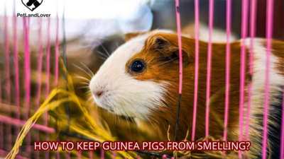 How to keep guinea pigs from smelling?