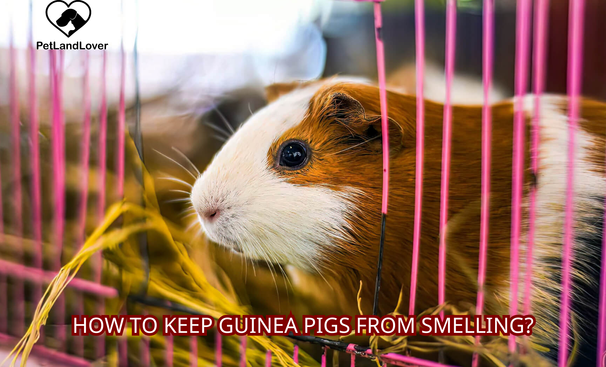 How to keep guinea pigs from smelling?