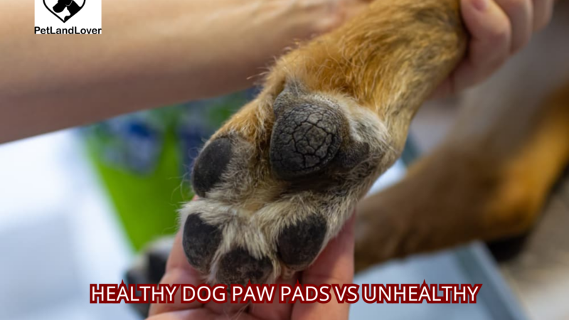 Healthy Dog Paw Pads vs Unhealthy