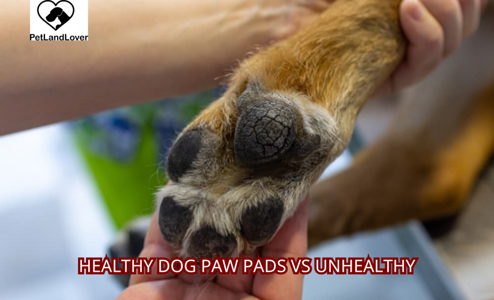 Healthy Dog Paw Pads vs Unhealthy