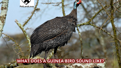 What Does a Guinea Bird Sound Like?