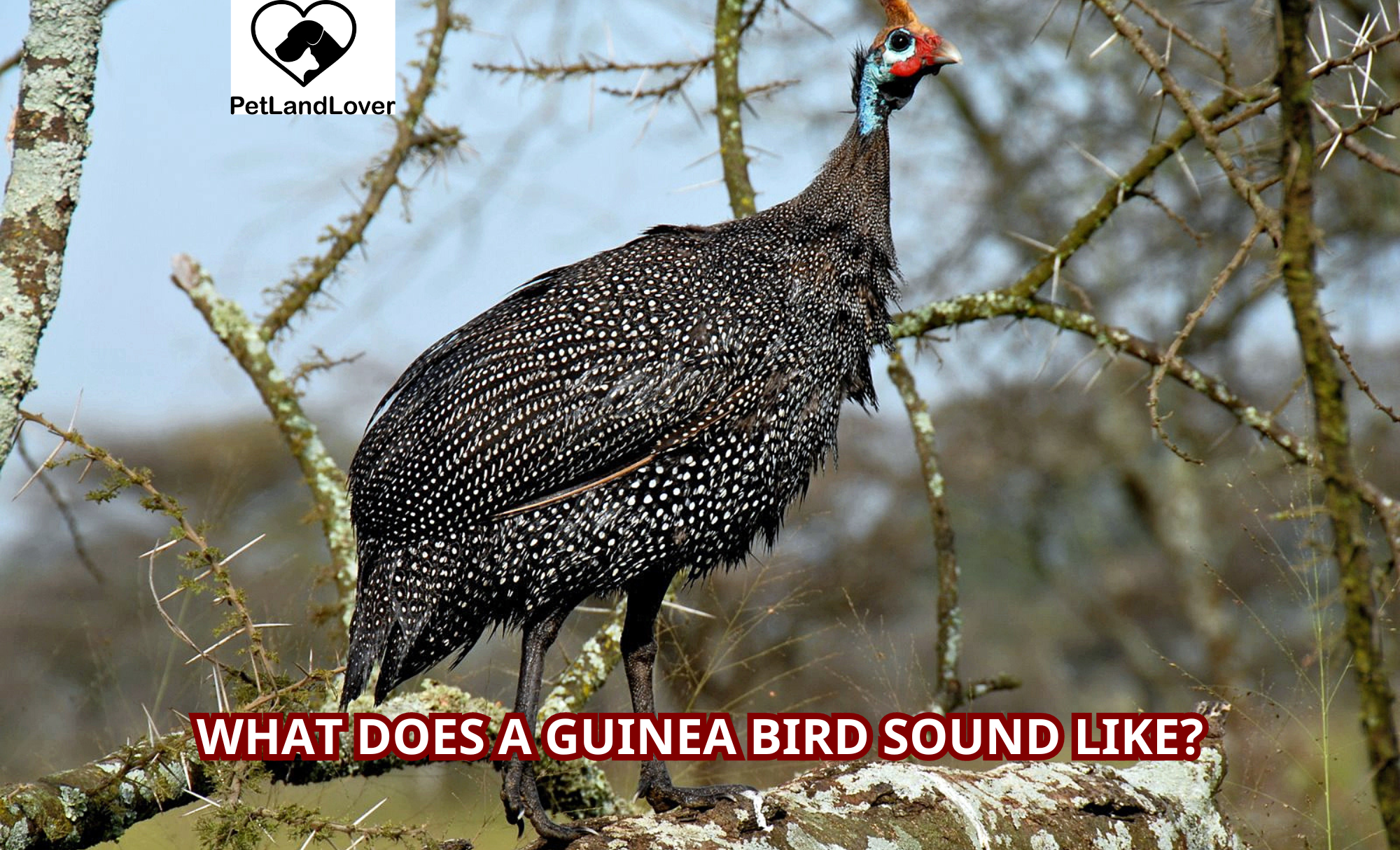 What Does a Guinea Bird Sound Like?