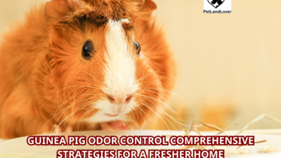 Guinea Pig Odor Control Comprehensive Strategies for a Fresher Home