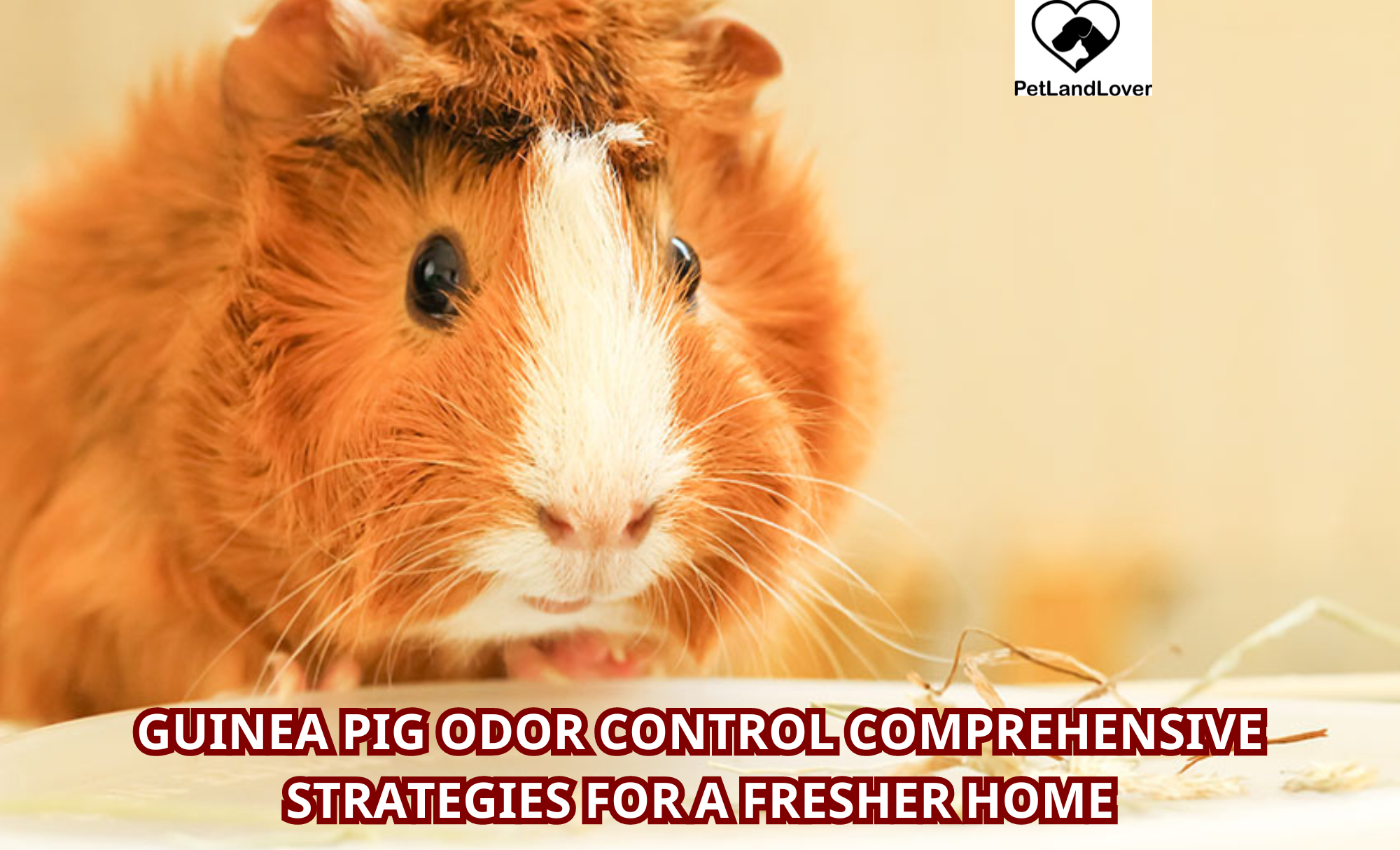 Guinea Pig Odor Control Comprehensive Strategies for a Fresher Home