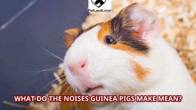 What do the noises guinea pigs make mean?