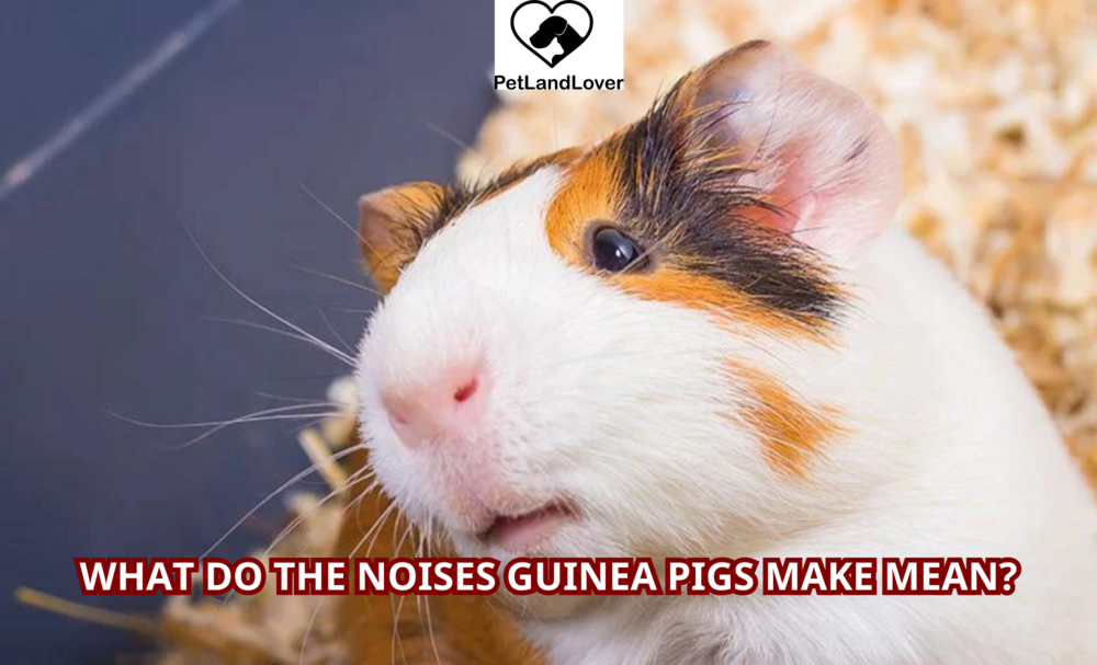 What do the noises guinea pigs make mean?