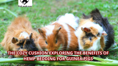 The Cozy Cushion Exploring the Benefits of Hemp Bedding for Guinea Pigs